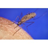 MOO42 BACILLUS ISRAELENSIS 