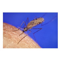 BACILLUS ISRAELENSIS, 10L