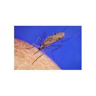 BACILLUS ISRAELENSIS, 10L