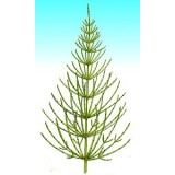 EXTRACTO DE EQUISETO 1L