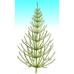 EXTRACTO DE EQUISETO 5L