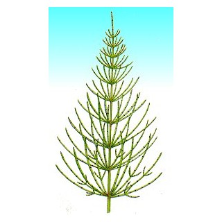 EXTRACTO DE EQUISETO 5L