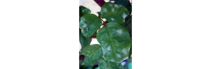 EQUISETO (COLA DE CABALLO) 