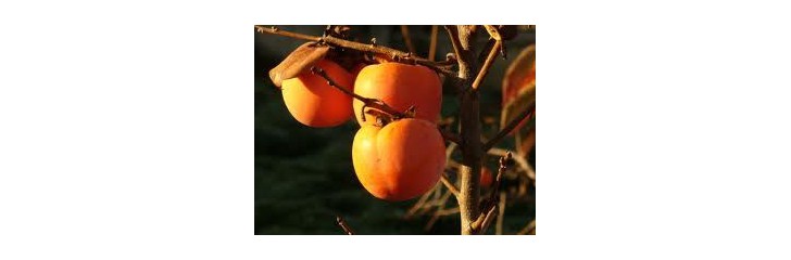 ABONO TERCERA APLICACIÓN