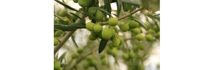 ABONO PRIMERA APLICACIÓN