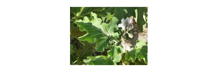 ZINC (Zn) y MANGANESO (Mn)